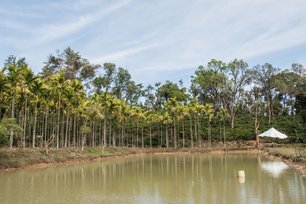 Look through the calm reflections of the serene waters of the nearby pond