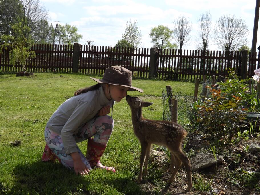 Ava and Bamby our little Deer who is actually free but chooses to come each evening.