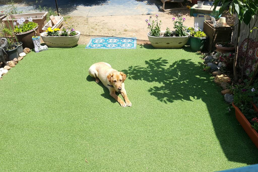 Front Garden