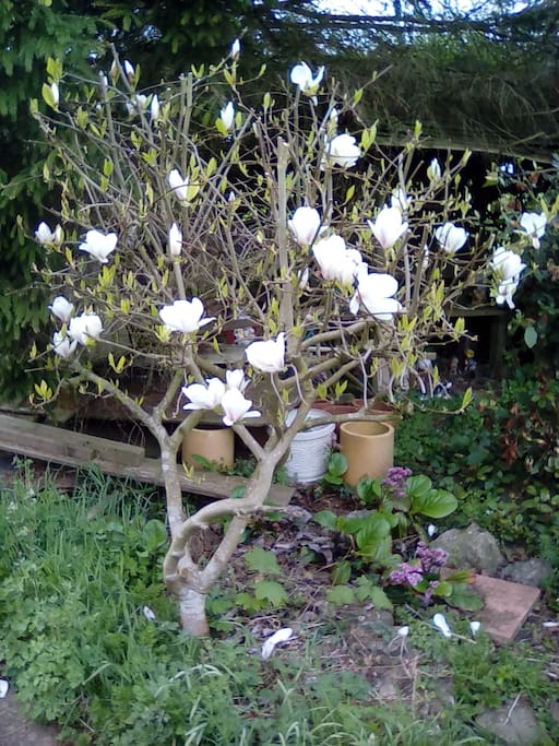 The garden Magnolia shrub April 26 2018