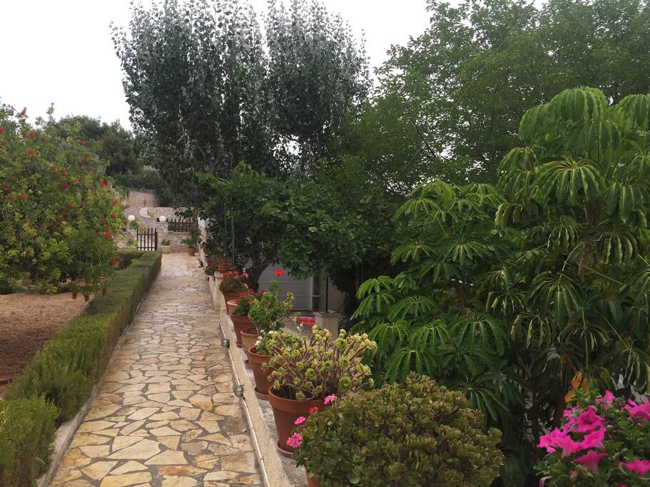 the garden