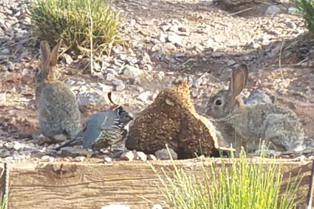 "Every morning I stepped outside with coffee in hand to watch rabbits, quail, dove and hummingbirds joining me for breakfast". Peggy, Nov. '17 *****