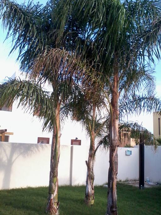 giardino