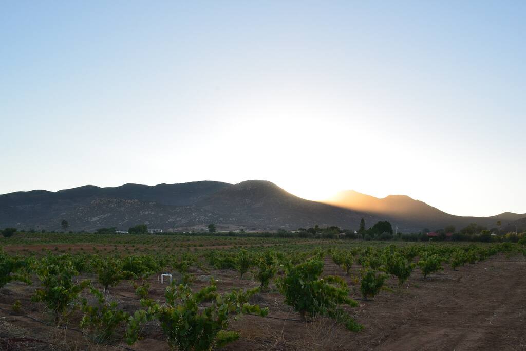 Vista de los viñedos