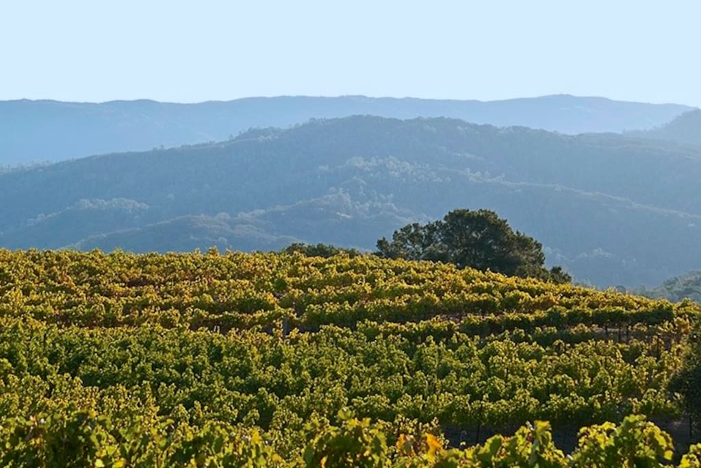 Above it All in Napa - Houses for Rent in Napa, California ...