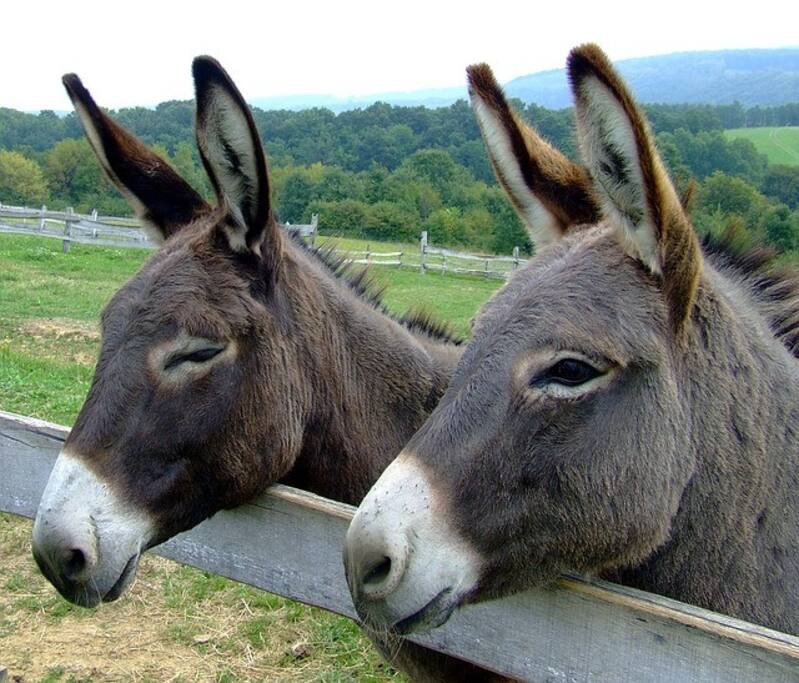 I nostri amici pelosi