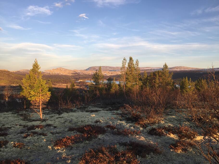Område ovenfor hytta med utsikt mot sør