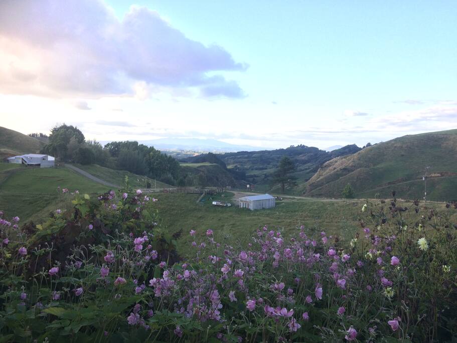 View from the garden over the farm out to Mt Pirongia