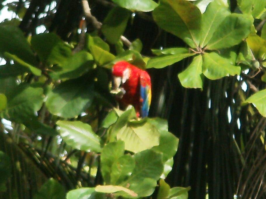 Parrot