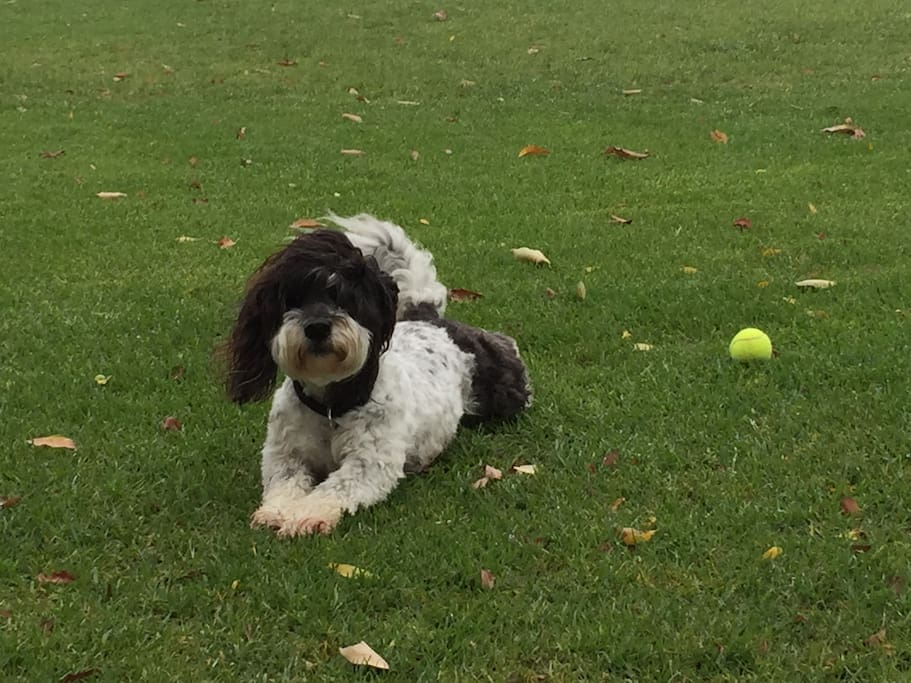 Rico, my dog, enjoying life on the lawn.