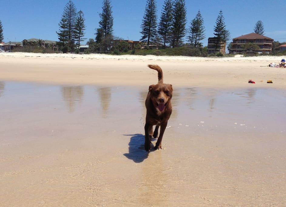 Bilinga Beach - dog friendly