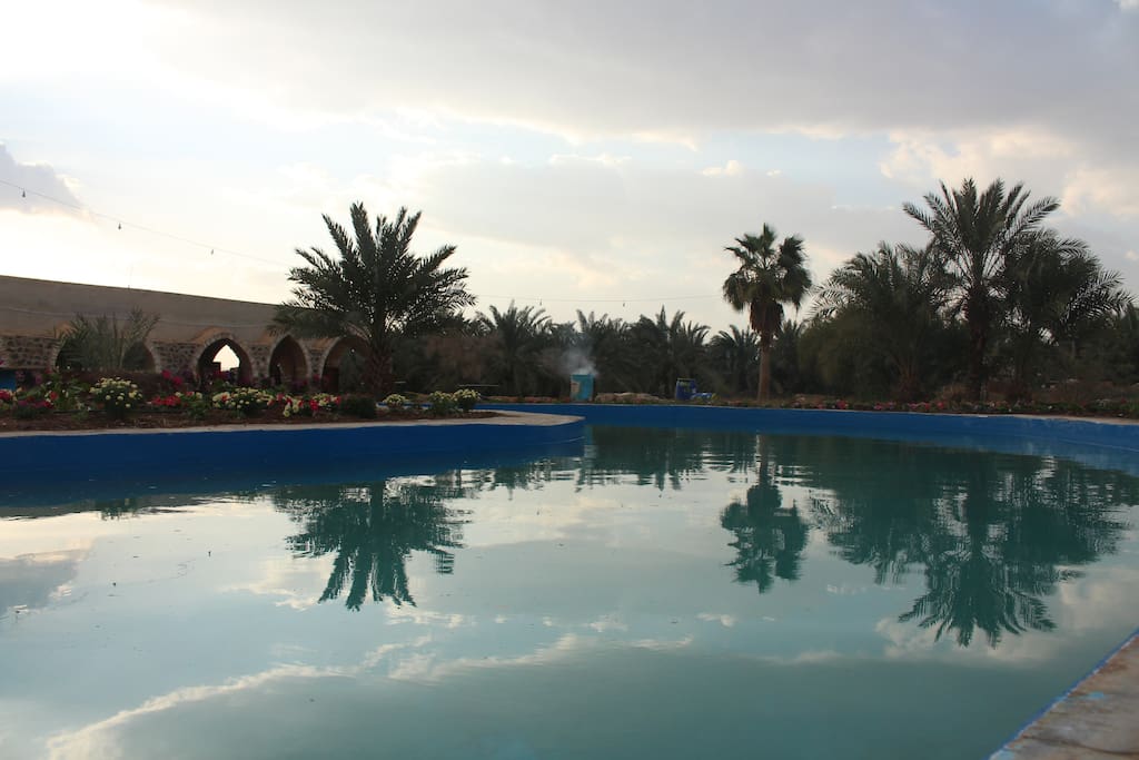 Swimming pool and palms