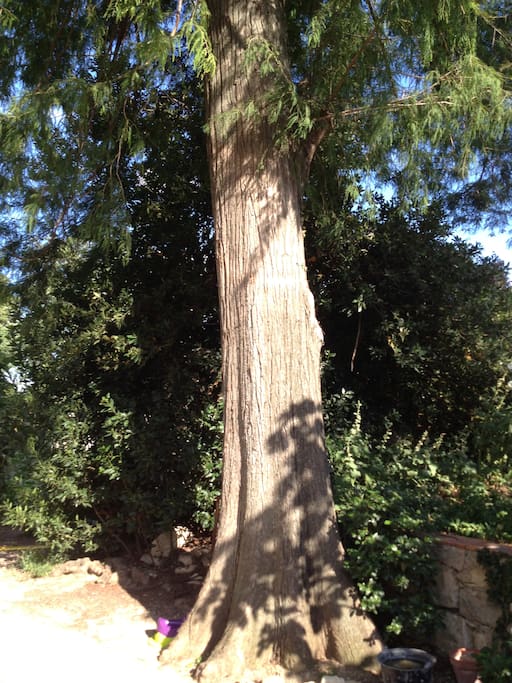Le Cyprès Chauve, arbre rare et protégé , poussant généralement au Canada ou en Suisse. Il plonge ses racine près du puits et apporte de la fraîcheur l'été.