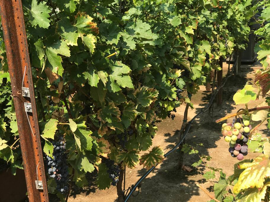 Gentlemen's Vineyard
