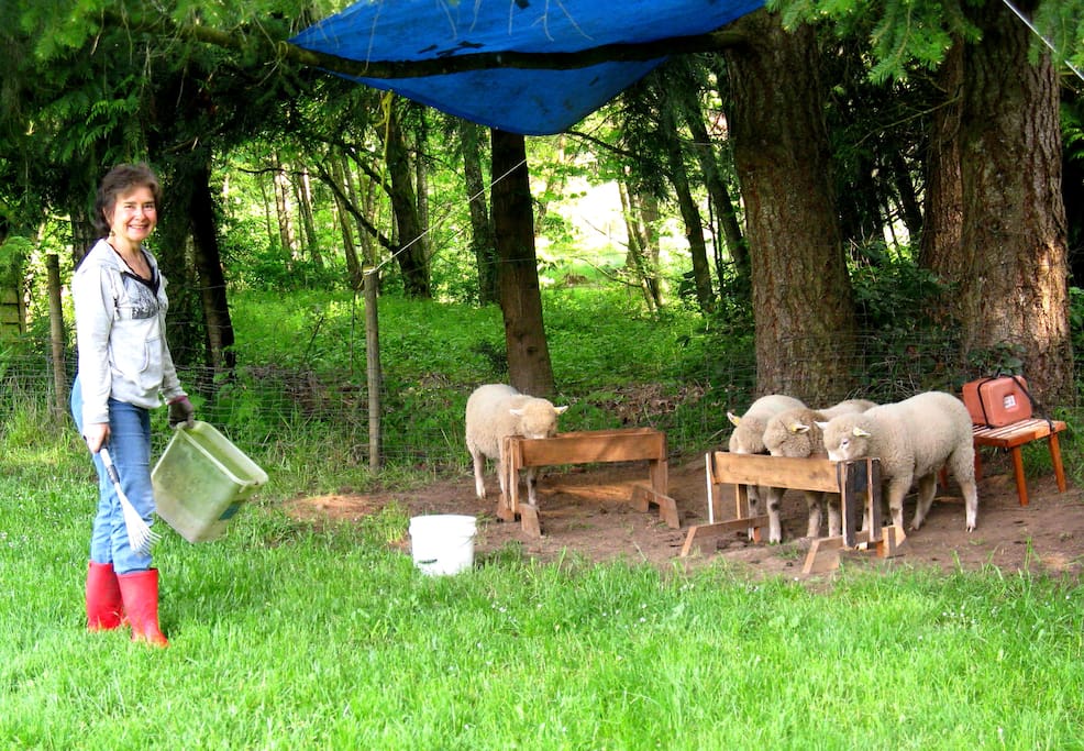 Host and summer lambs