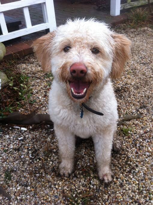 !Dizzie