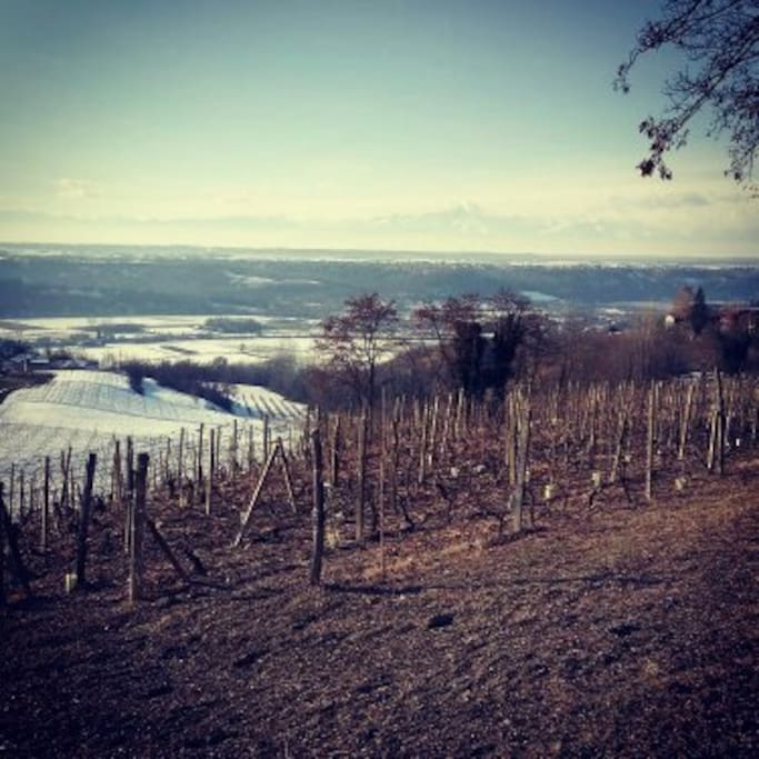Vigne innevate