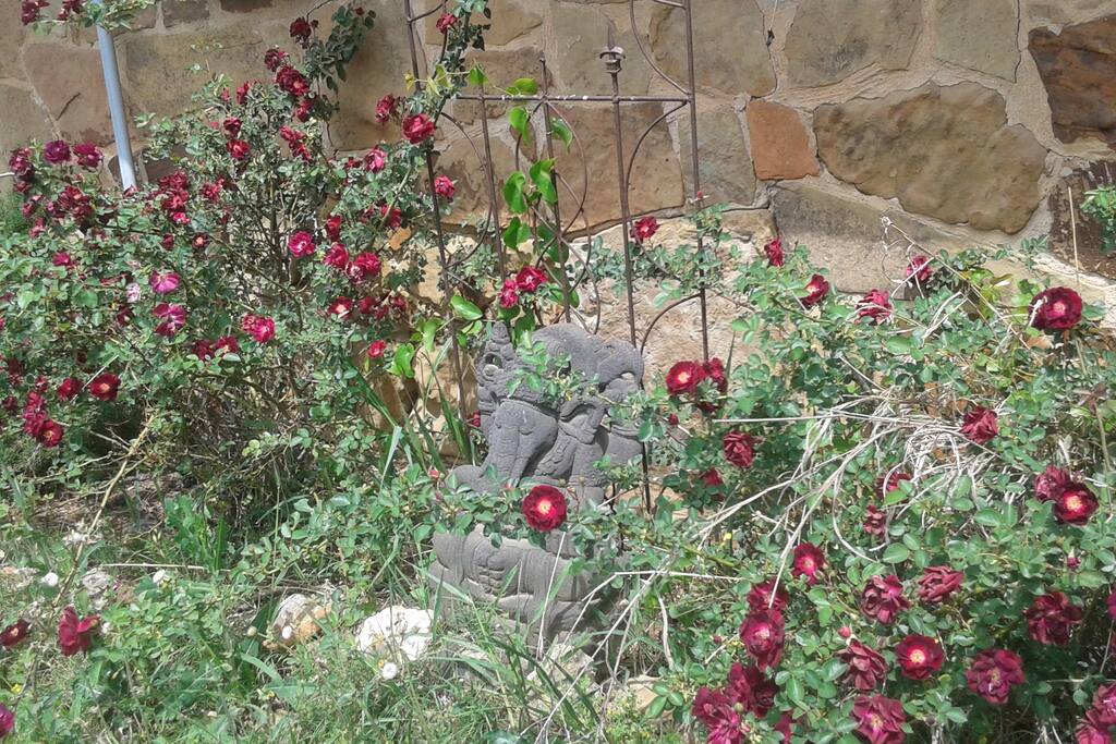 rose garden