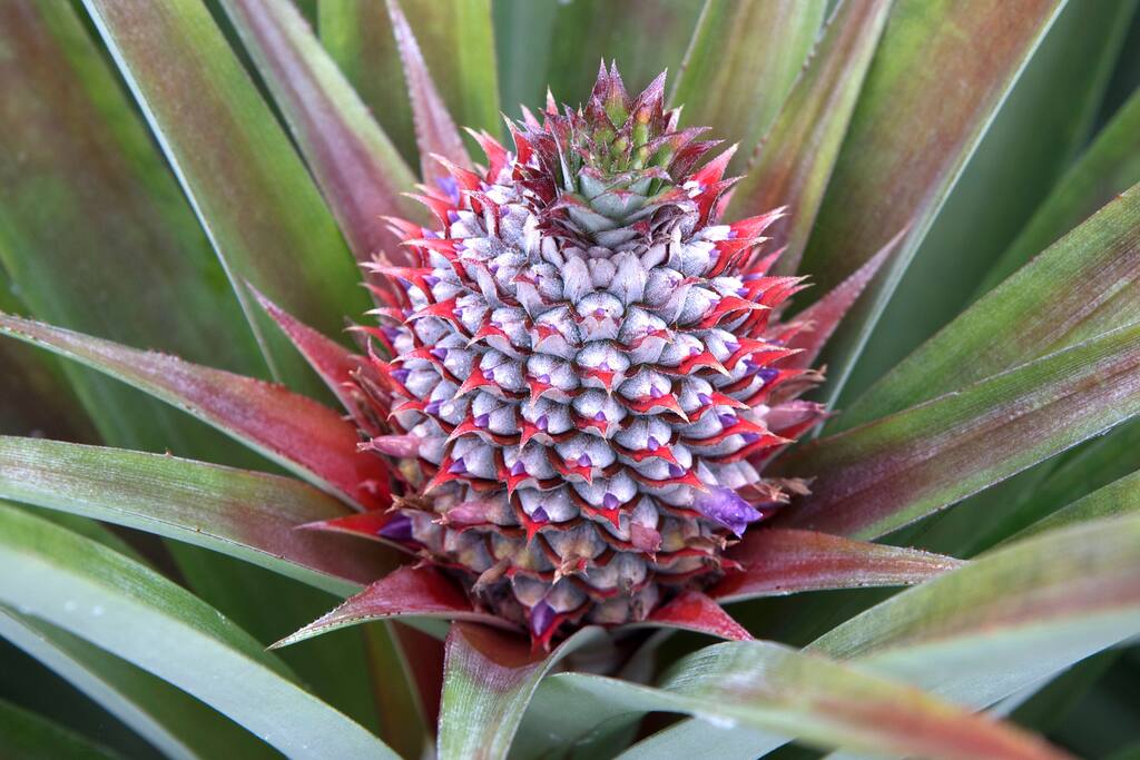 Pineapples are just one of the crops we're grown on site.