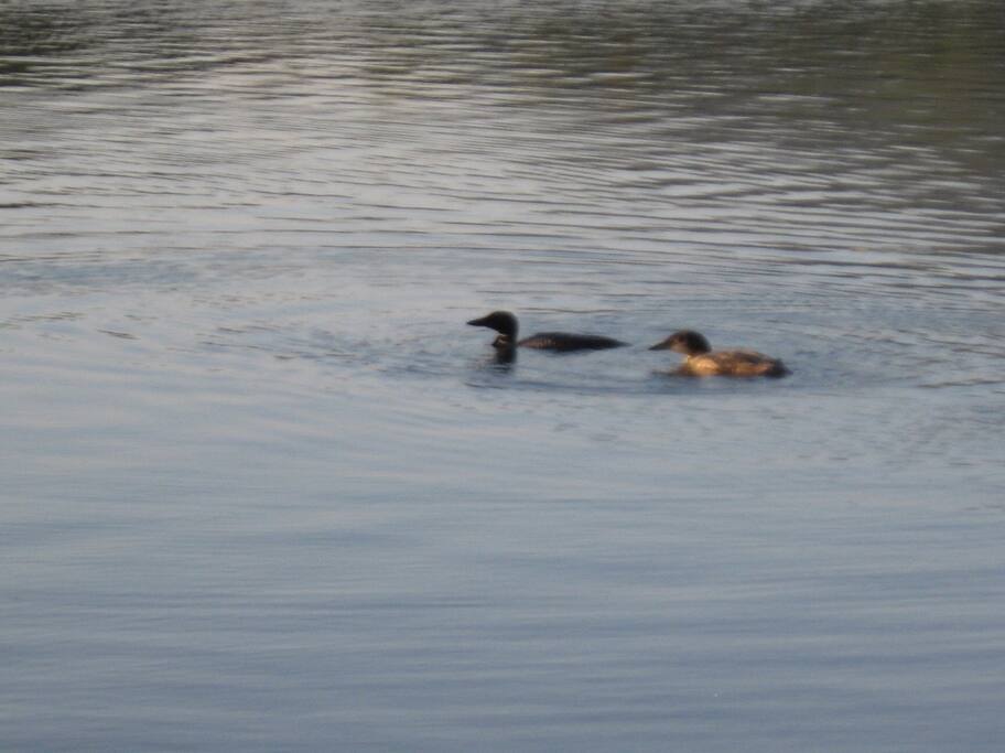 Loon Mom and baby