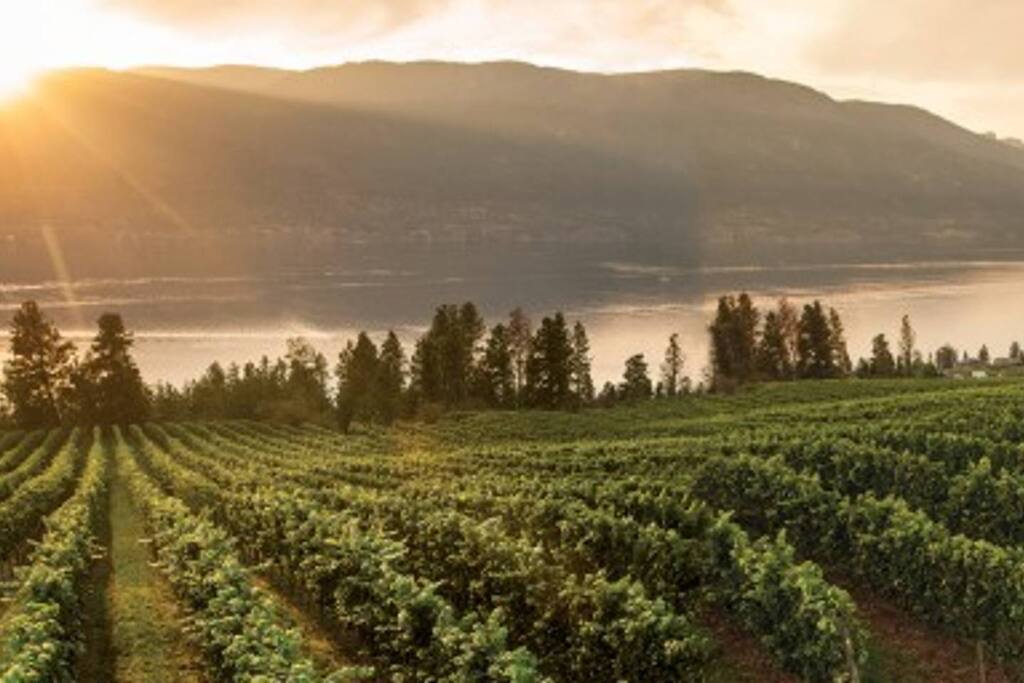 Over 200 Wineries in the region to choose from