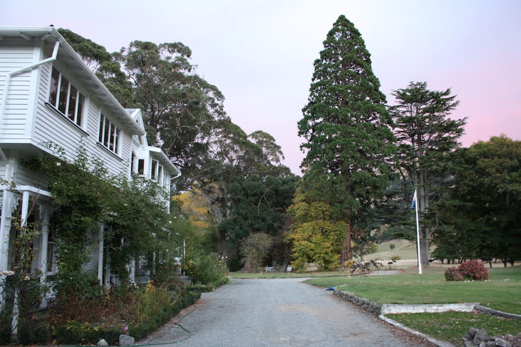 100+ years of established trees