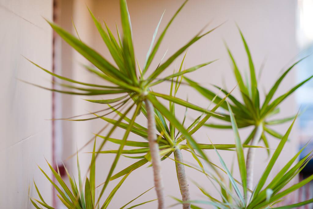 Funky Tree