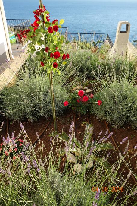 Young garden, looking down to grill area
