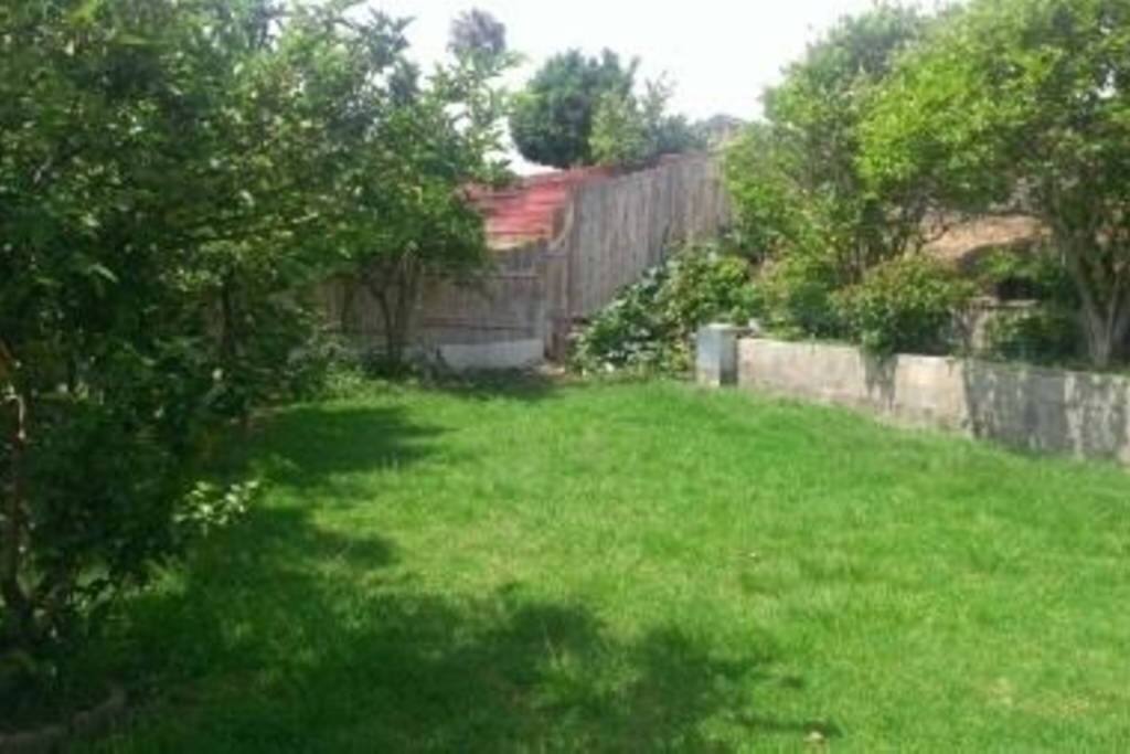 Backyard