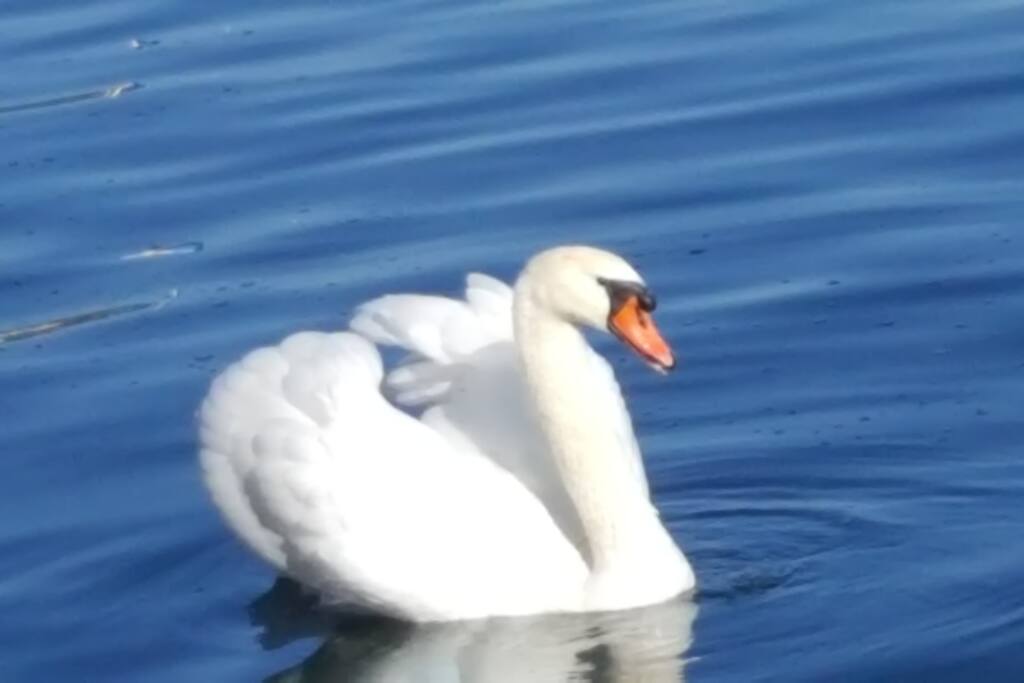 Habitant du lac