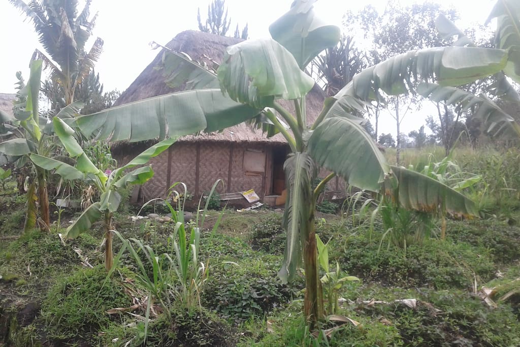 Backyard-traditional hut (called a "haus kunai" in Tok Pisin)