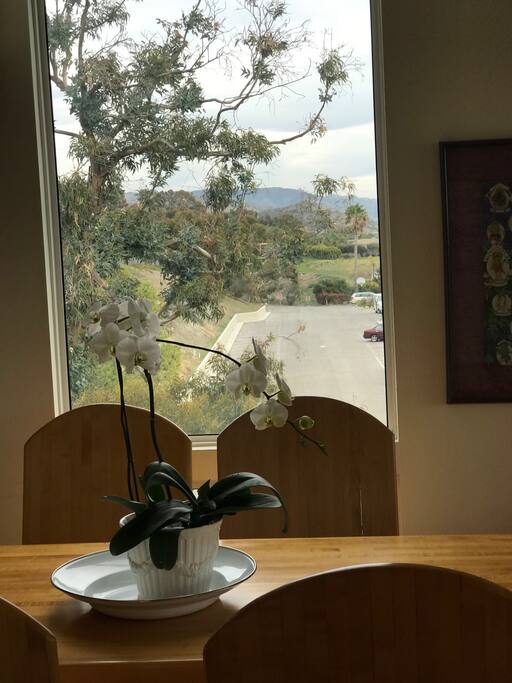 view from dining room