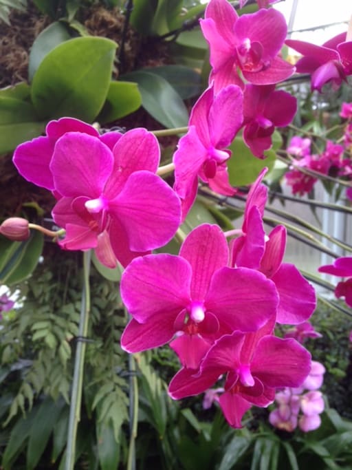Orchids blooming in the garden