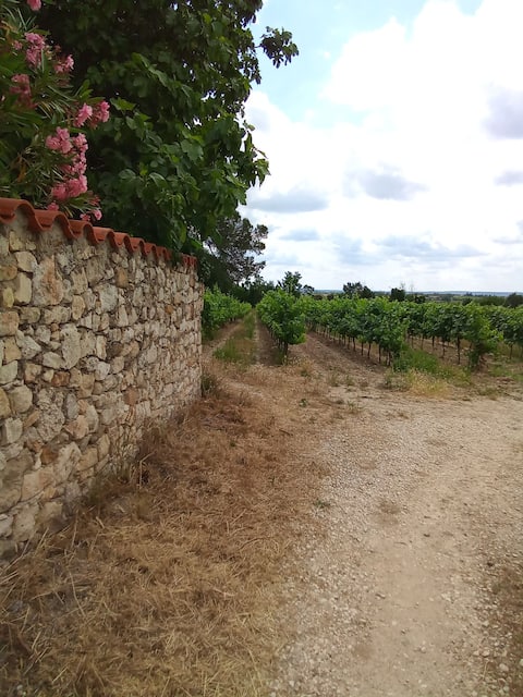 Maison des Vignes
