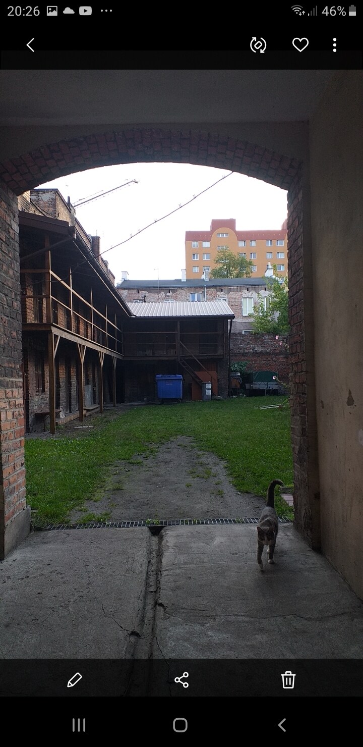 A view of a courtyard is presented through an archway. A well-maintained grassy area is visible, lined with brick walls and a wooden structure in the background. A cat is seen walking along the path, adding a gentle touch to the serene outdoor space.