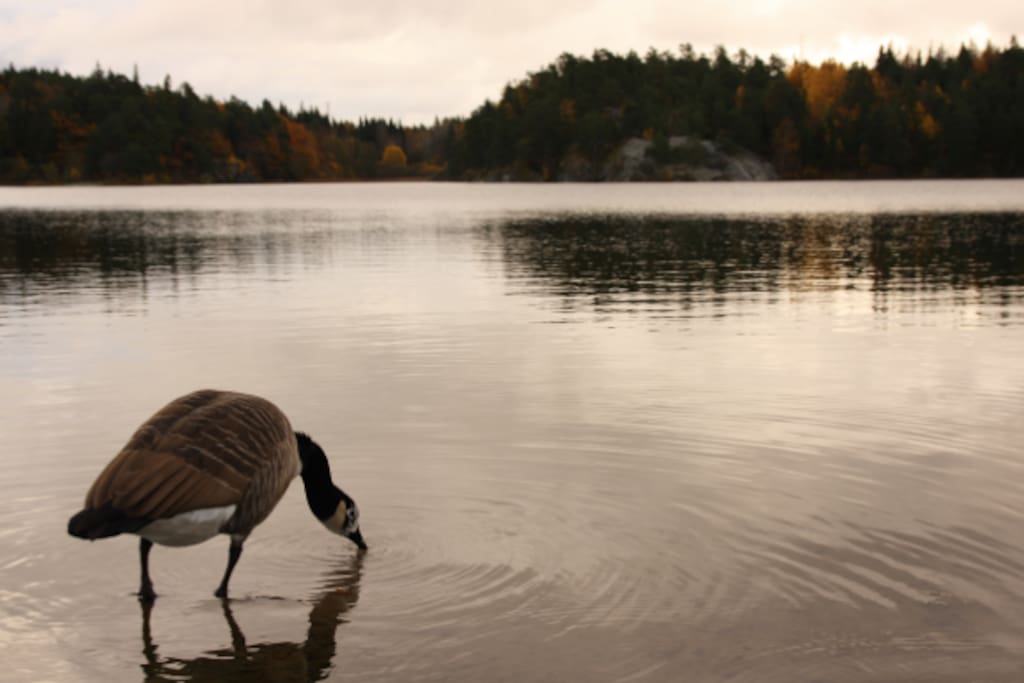 Söderbysjön, 15 min walking from the apartment.