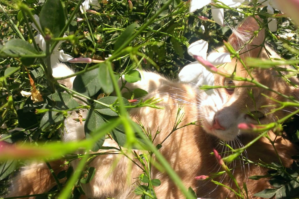 A cat in our jasmine