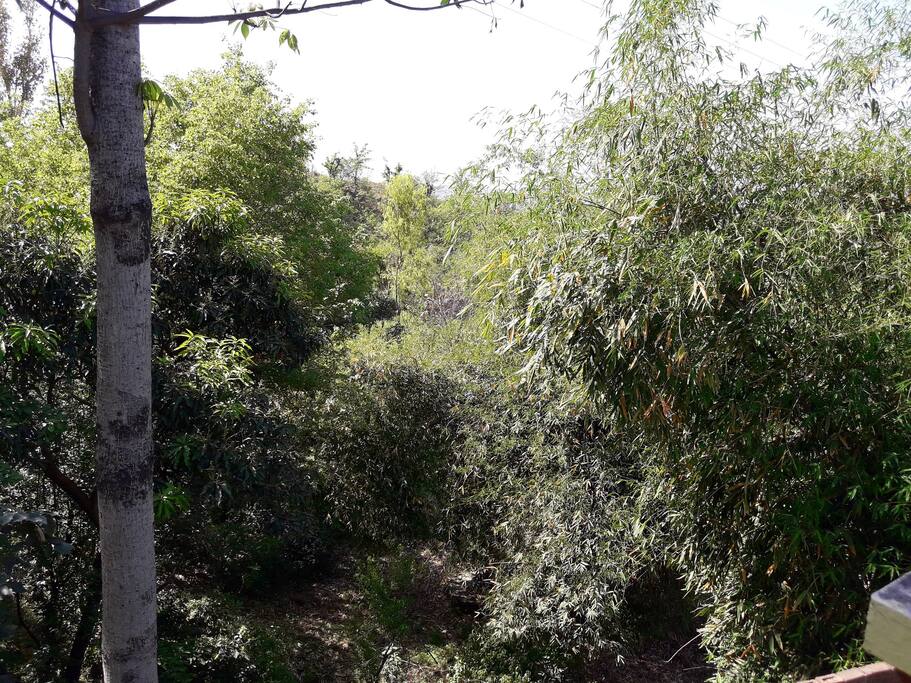 Nature