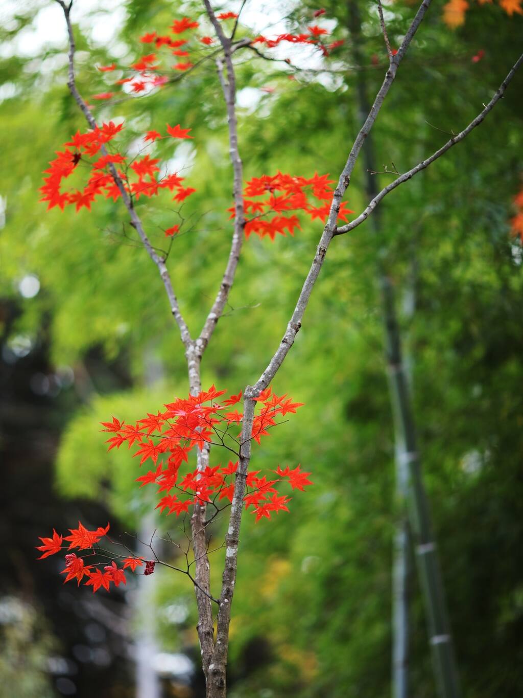 秋日的常寂光寺 红妆佳人还是仙风道骨 京都旅游攻略 尽在airbnb爱彼迎