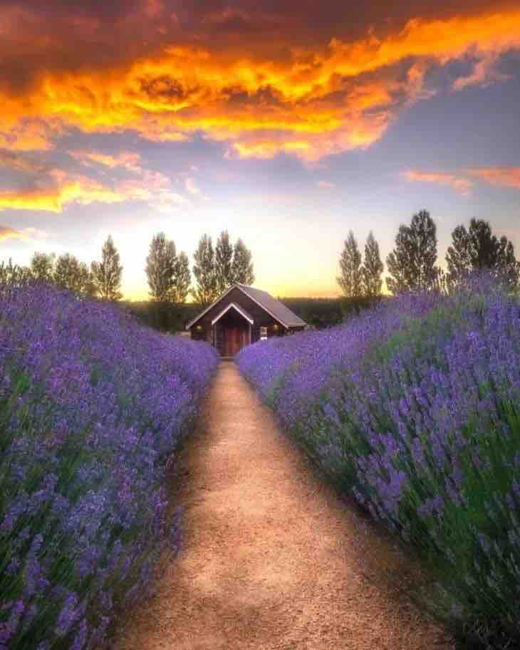 A serene path leads through vibrant lavender fields towards a quaint wooden cabin. Tall trees frame the scene, while a colorful sunset enhances the warm hues of the sky. The pathway is bordered by blooming lavender, creating a peaceful and inviting atmosphere.