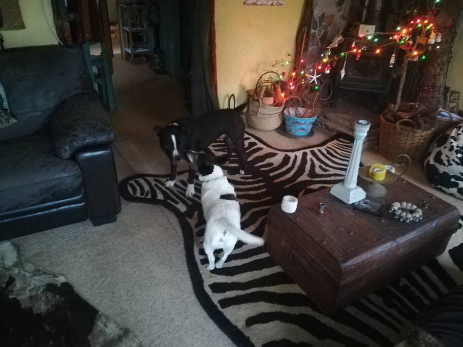 Don't you think the dogs accessorise the rug rather well?