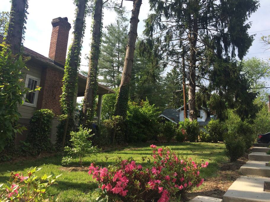 The back yard