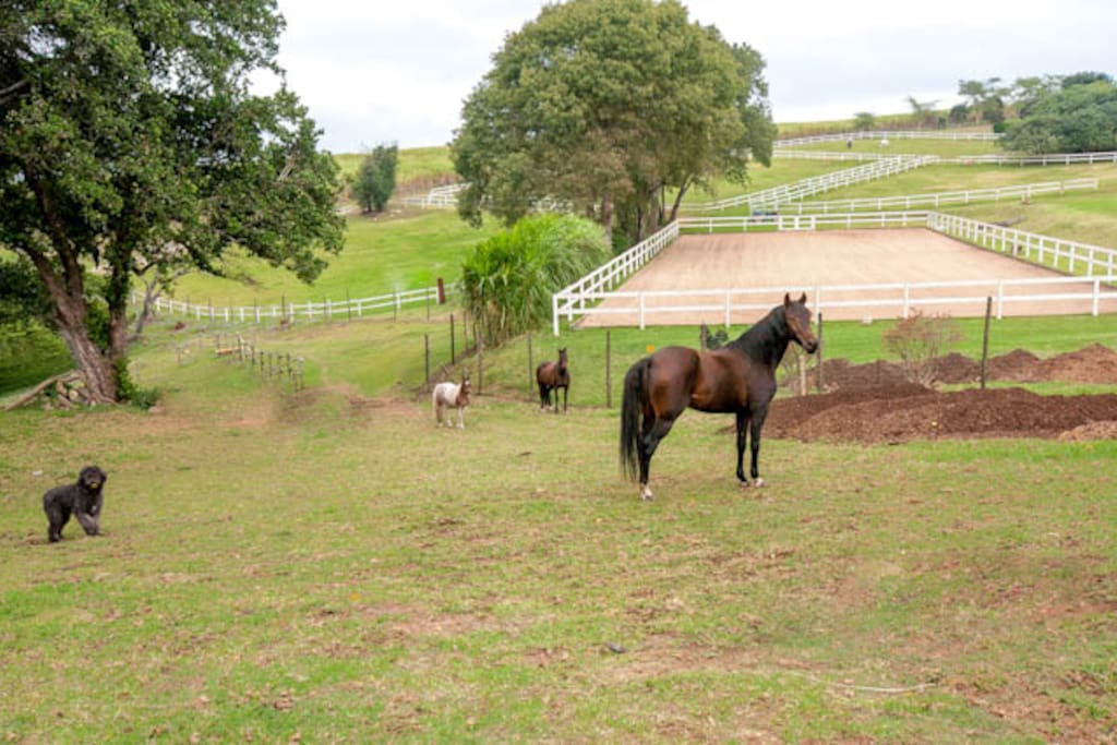 Horse Property