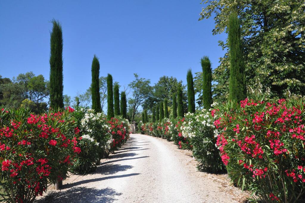 Lovely walk into Noves down our Cedar line drive.