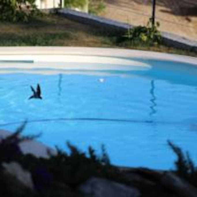 Shared pool - with the swallows