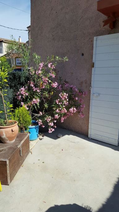 La cour et les plantes