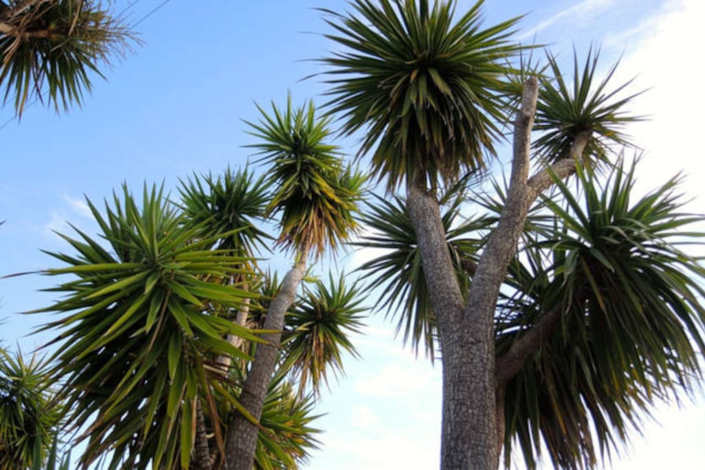 Front yard garden features towering Yucca trees, birds of paradise, fresh lemons, and a grassy lawn.