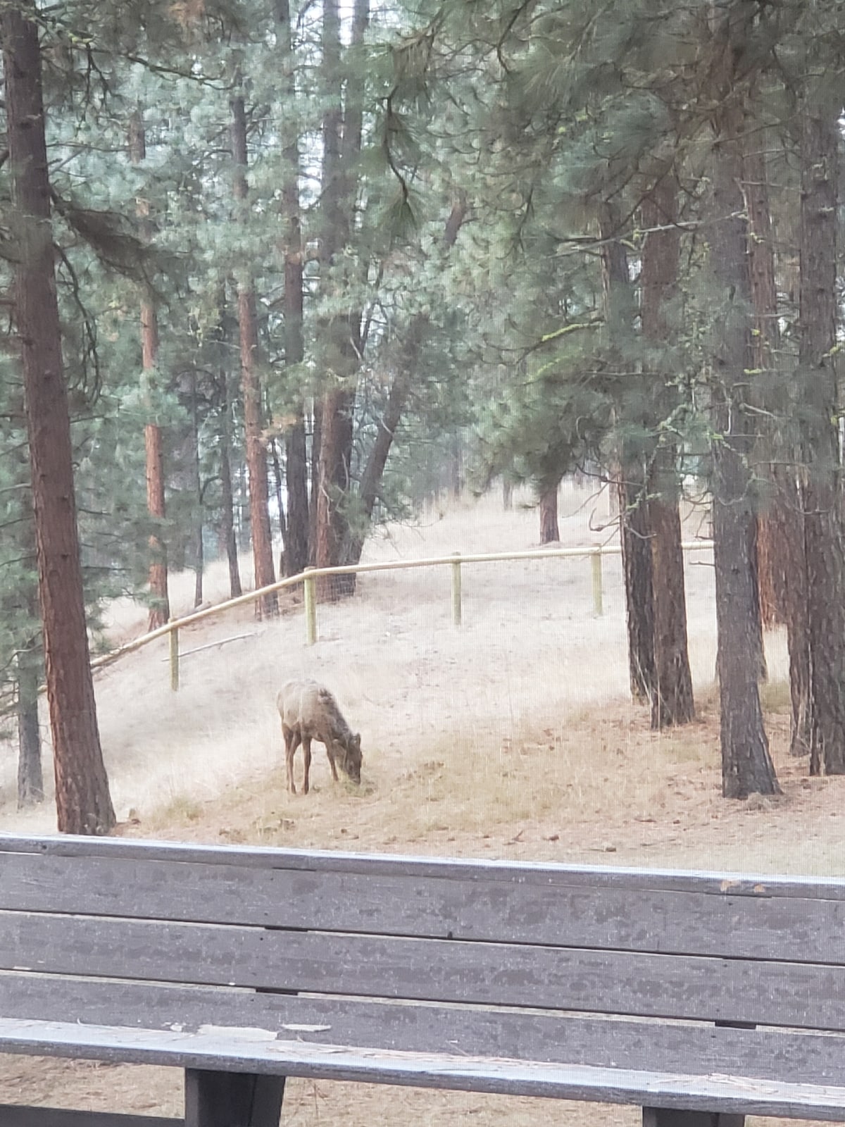 A deer is seen grazing in a wooded area surrounded by pine trees. Behind the deer, a fence delineates the property boundary, while the ground is covered with dry grass and scattered pine needles, creating a natural forest setting.