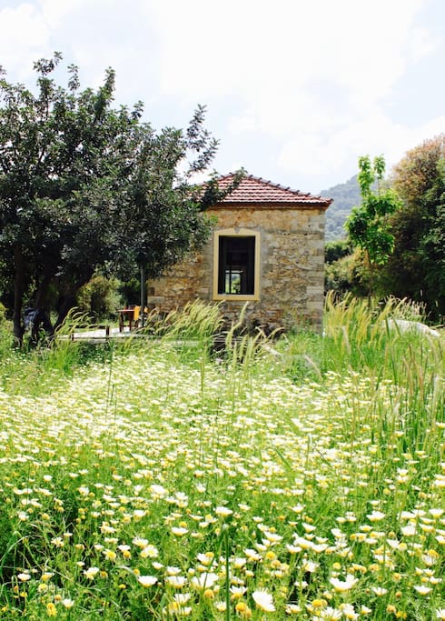 The house and yard