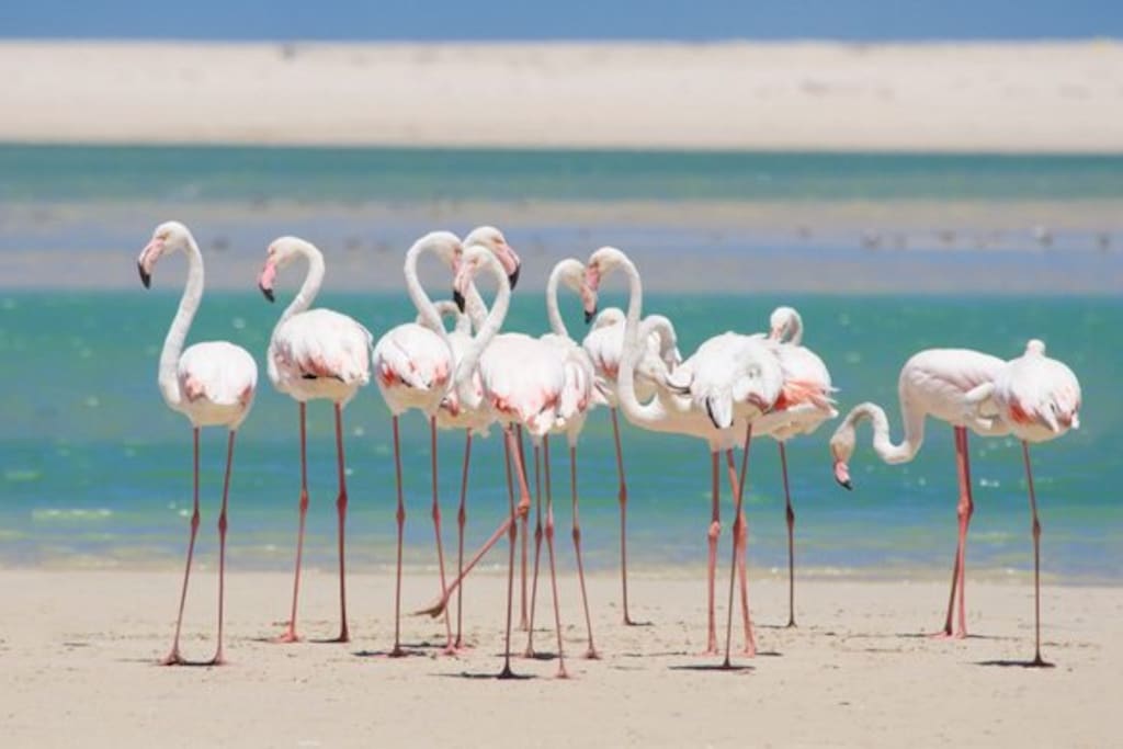 fenicotteri rosa dello stagno di S.Teodoro